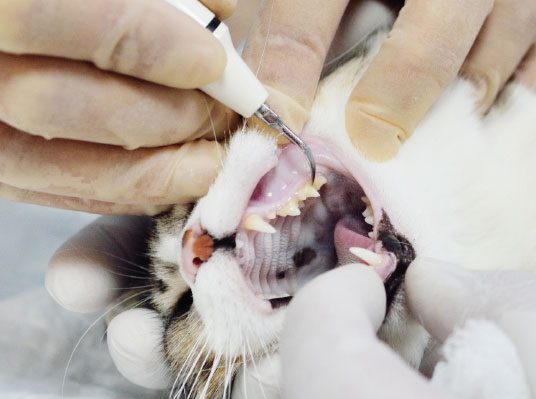 cat at dentist gladstone vet