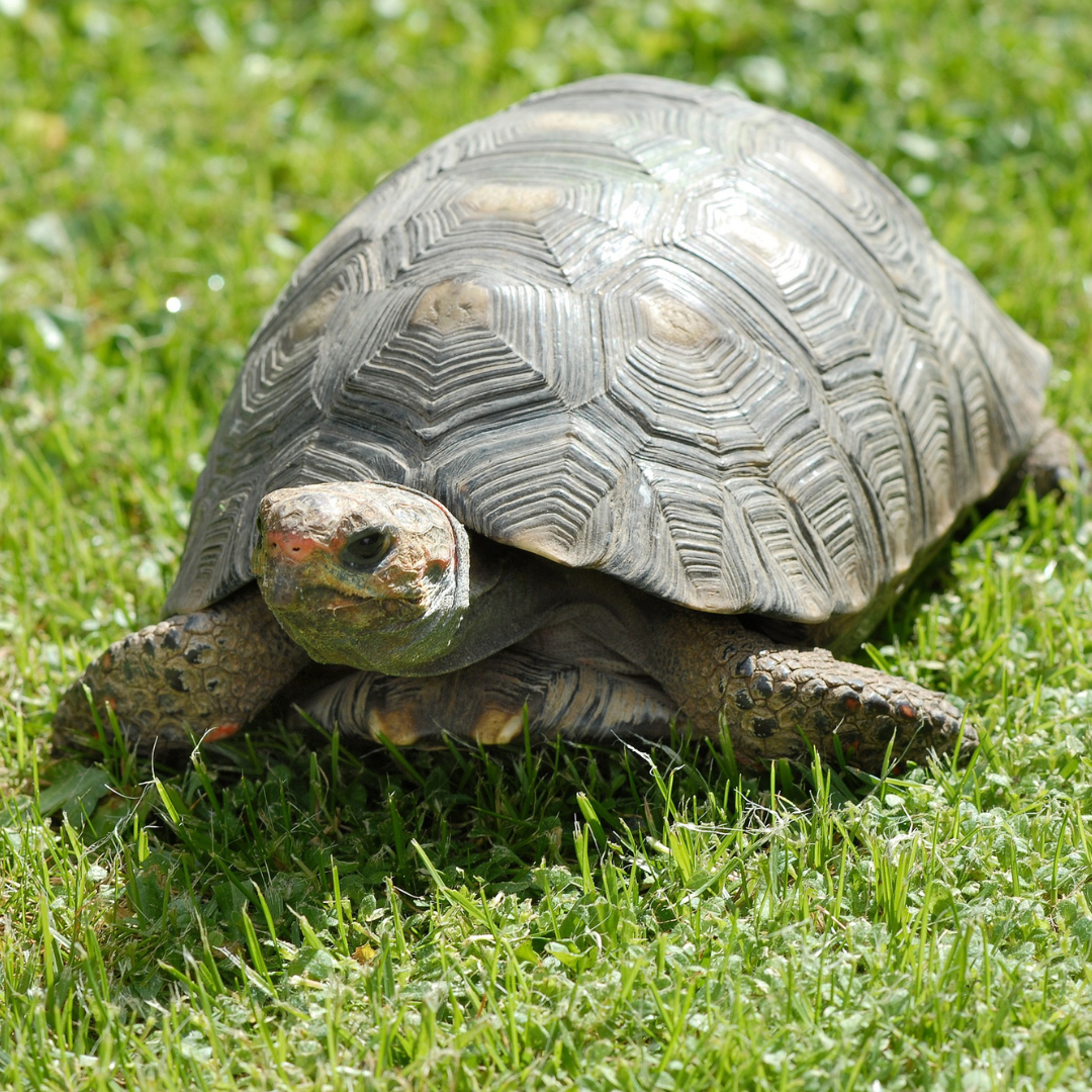 turtle care gladstone vet