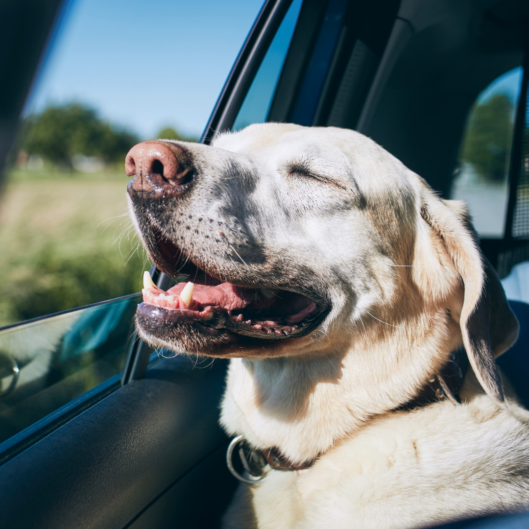 dog enjoying travelling gladstone