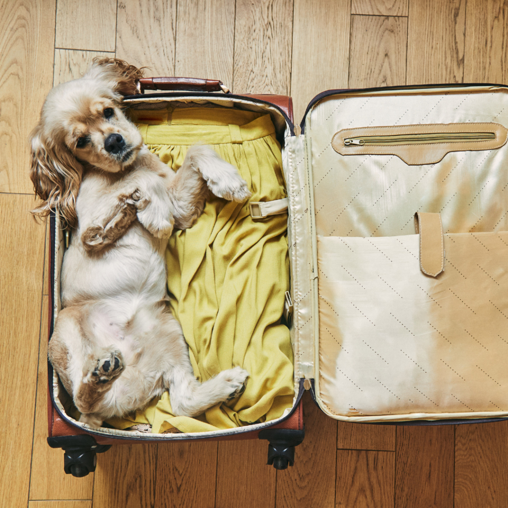 dog in the suitcase gladstone vet