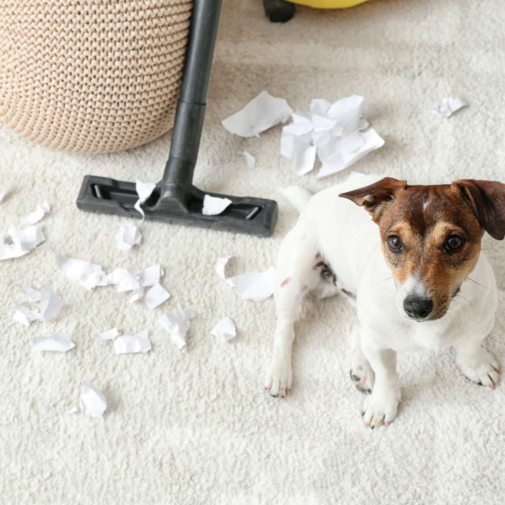 naughty dog ripped the paper gladstone vet