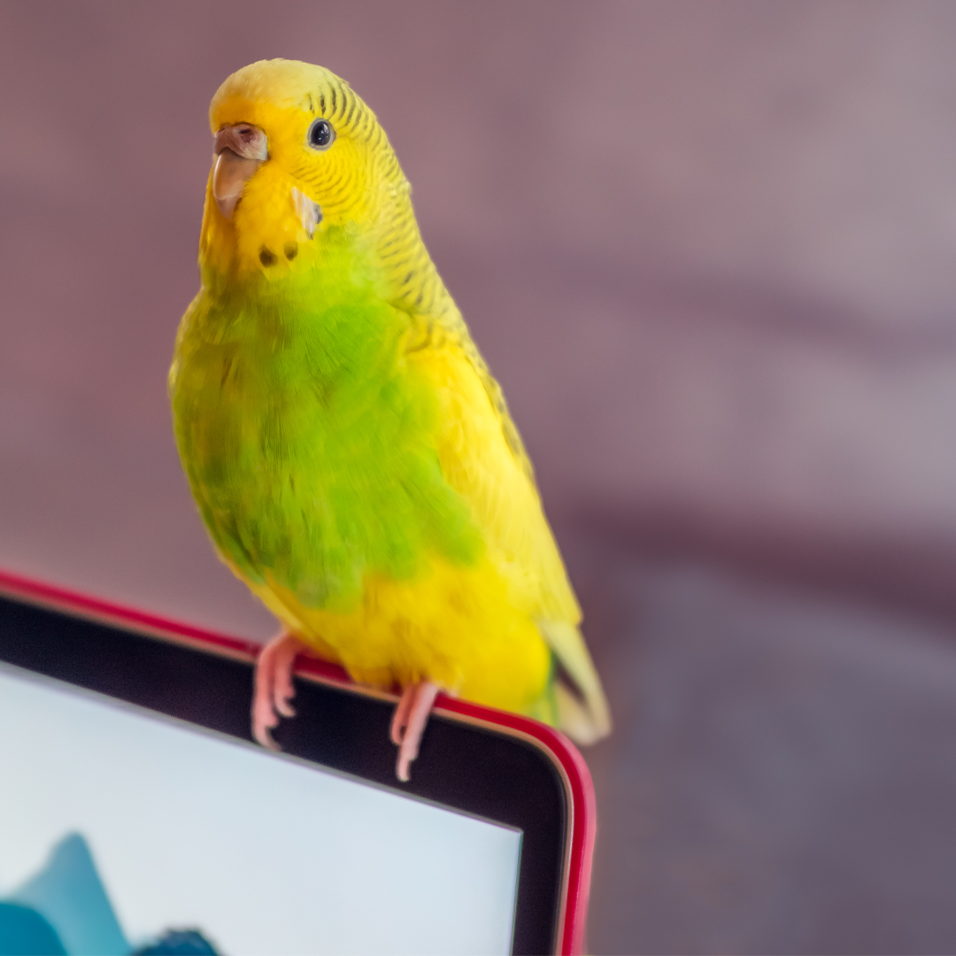 bird care at gladstone