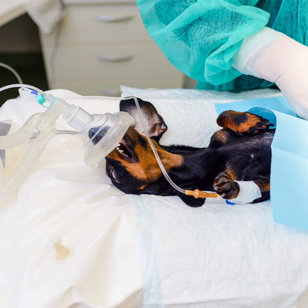 Soft Tissue Surgery dog at gladstone vet surgery