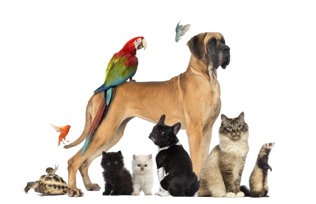 Cats, Dogs, Reptiles, Pocket animals treatment at Gladstone