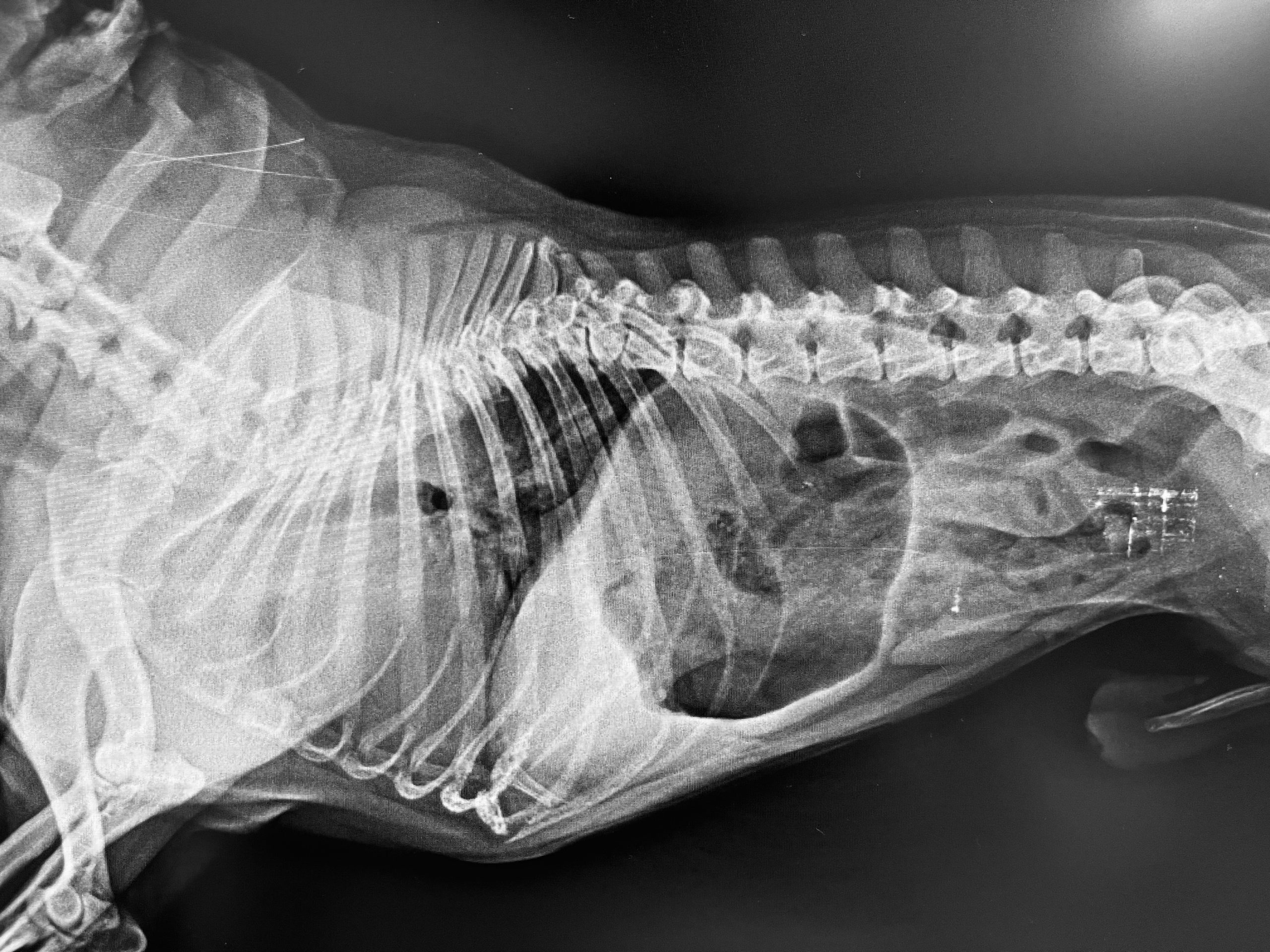 xray of dog gladstone vet