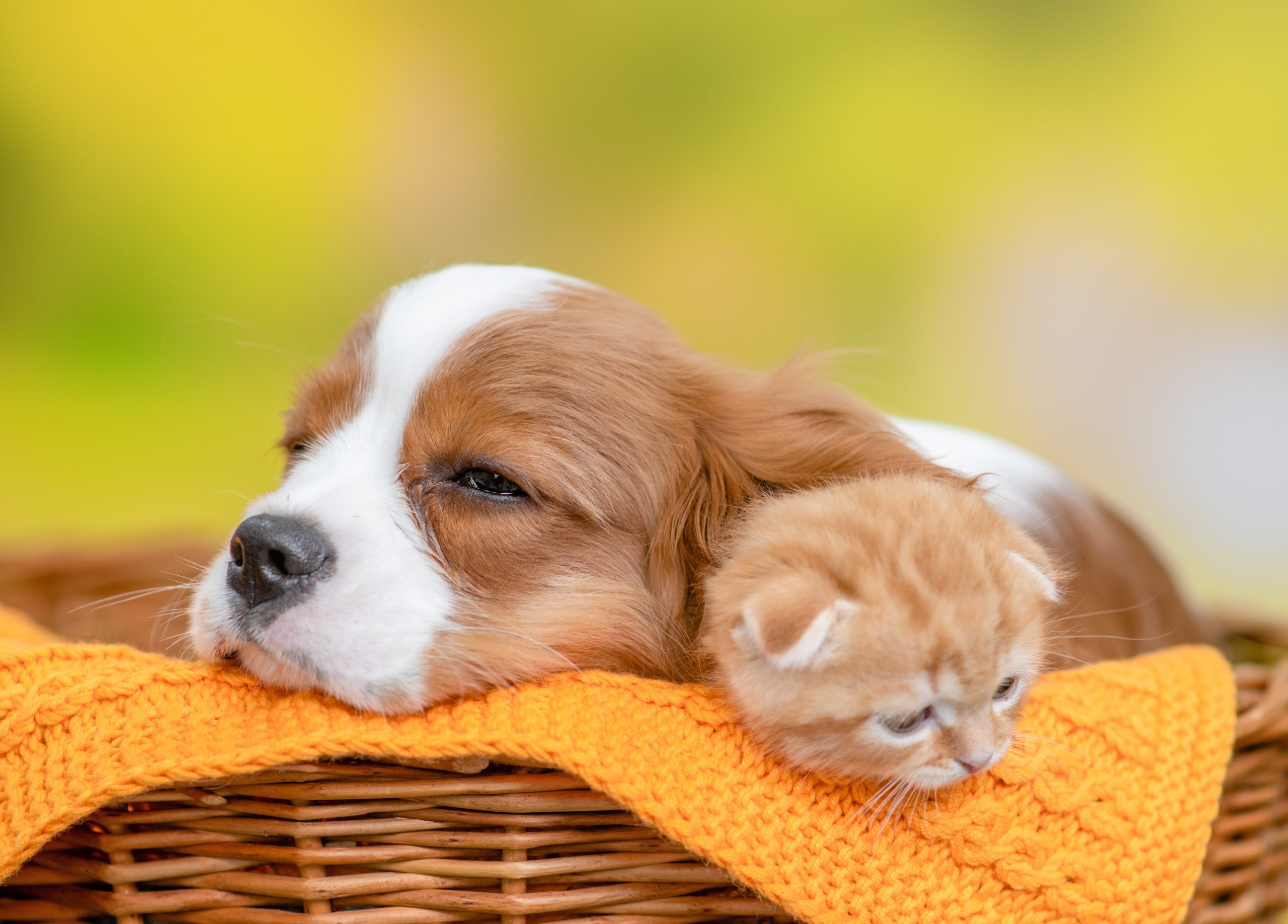 cute puppy and kitten