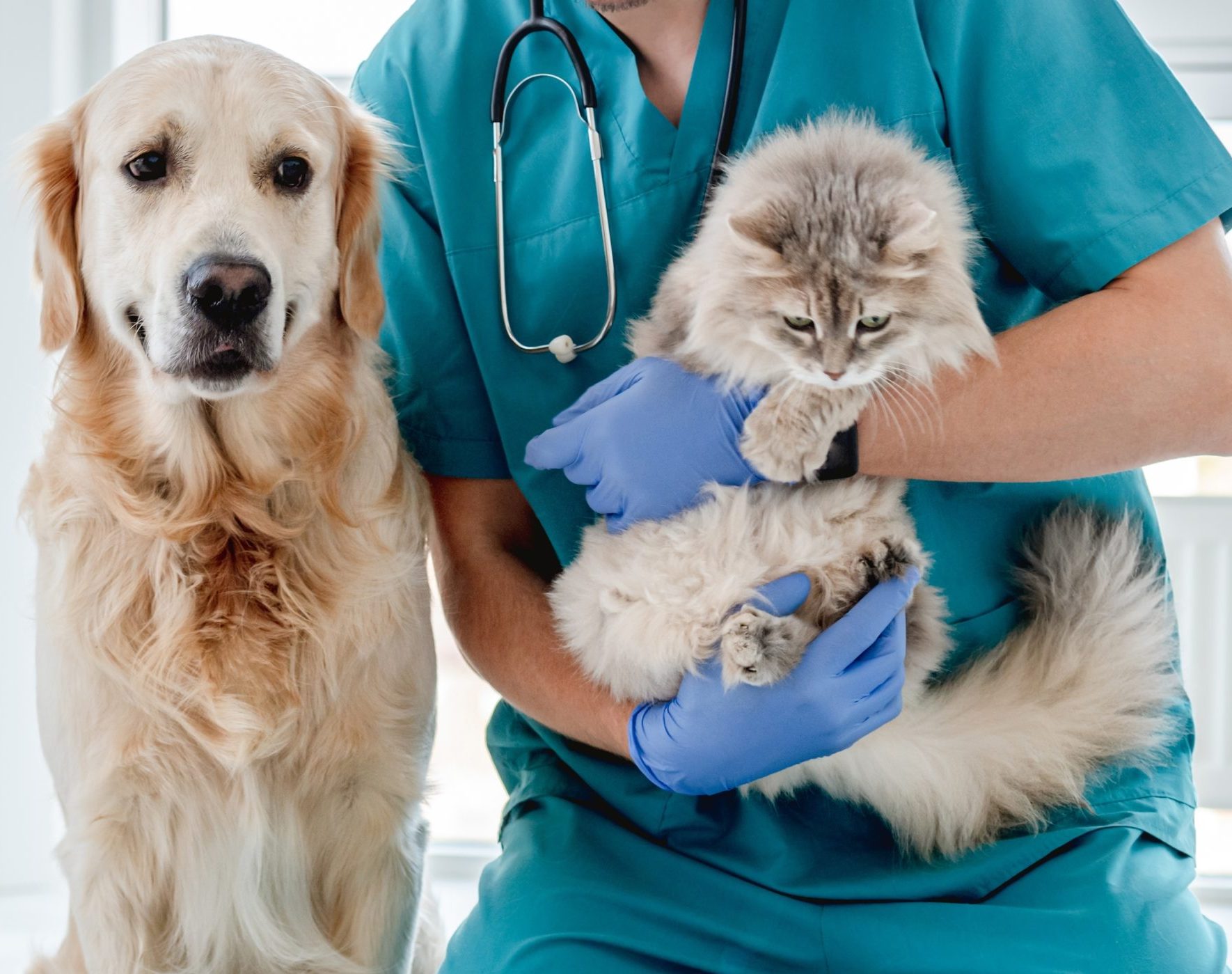 dog and cat at gladstone vet