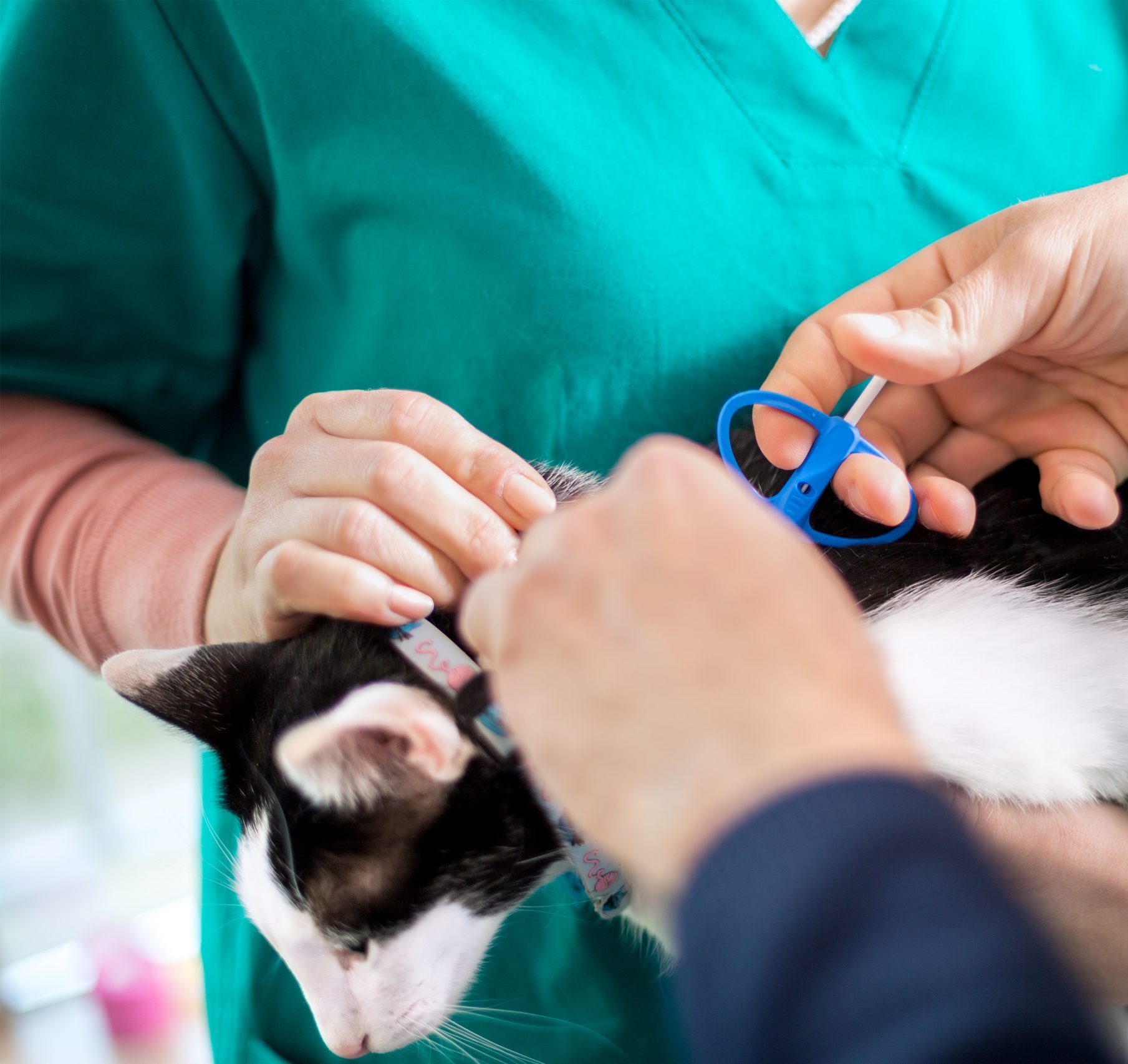 vet microchipping cat at gladstone vet